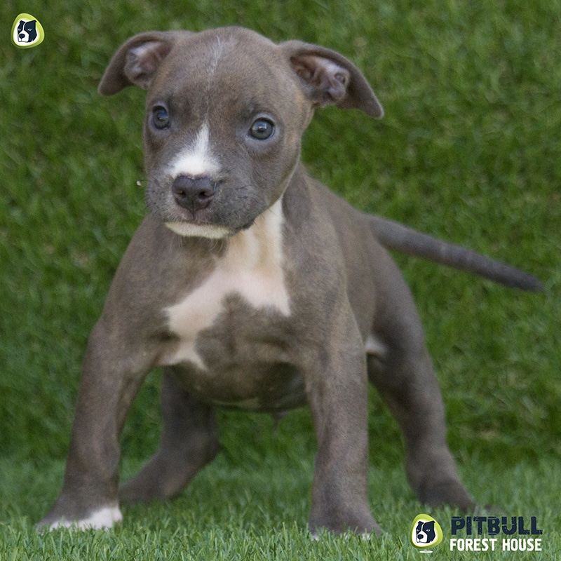 pitbull forest house