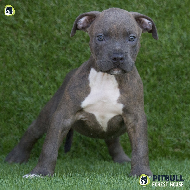 Cuccioli Pitbull Blue Nose UKC PITBULL FOREST HOUSE Cuccioli Pitbull Blue Nose UKC PITBULL FOREST HOUSE