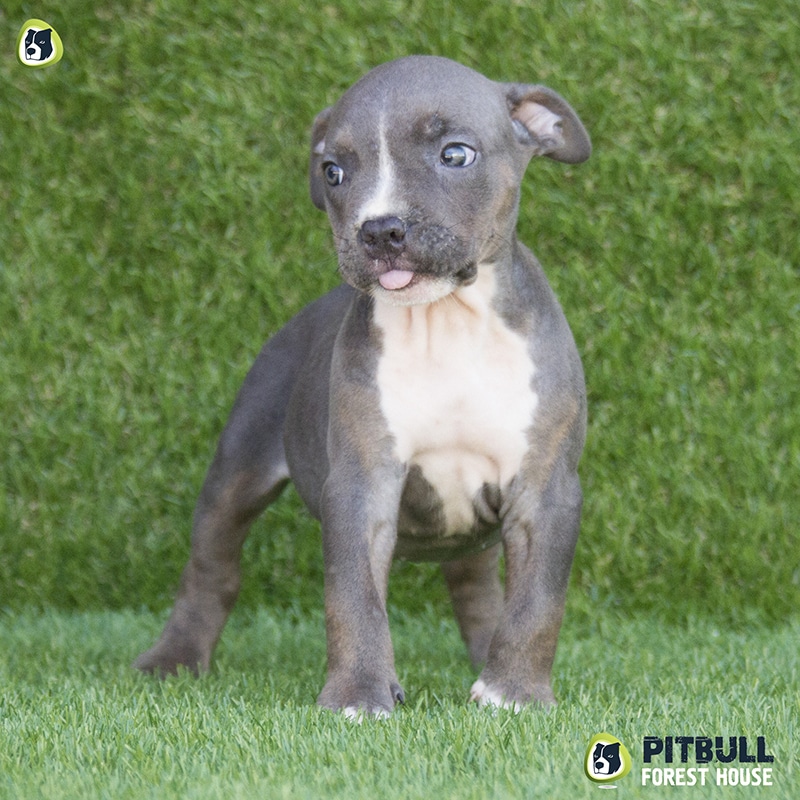 pitbull forest house