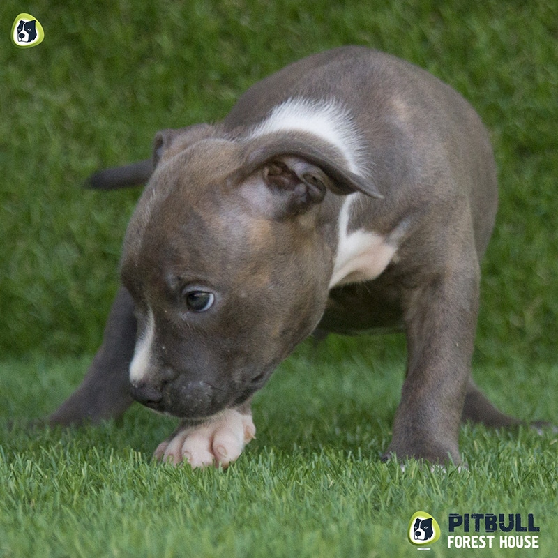 pitbull forest house