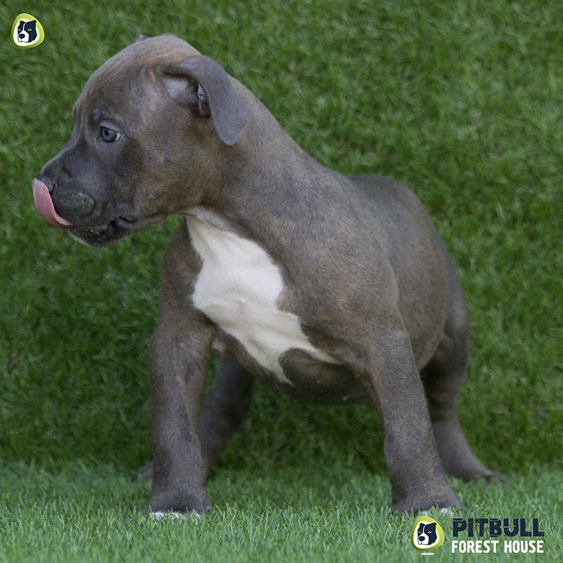 pitbull forest house