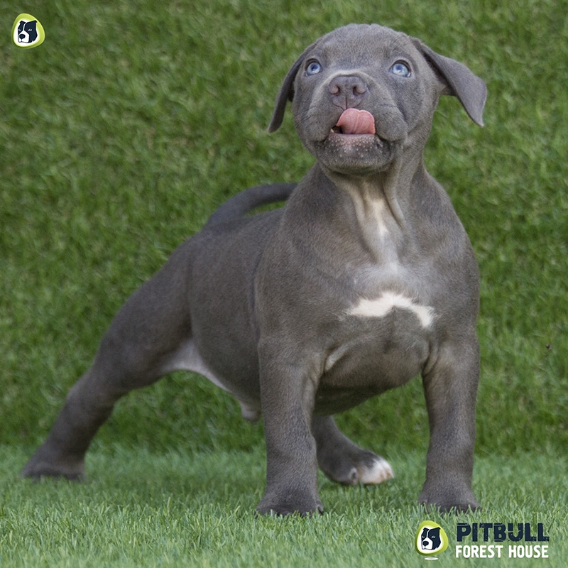 pitbull forest house