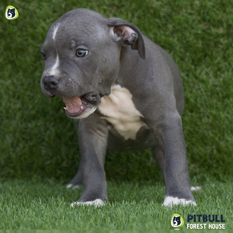 pitbull forest house
