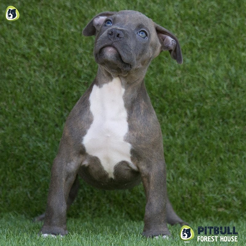pitbull forest house
