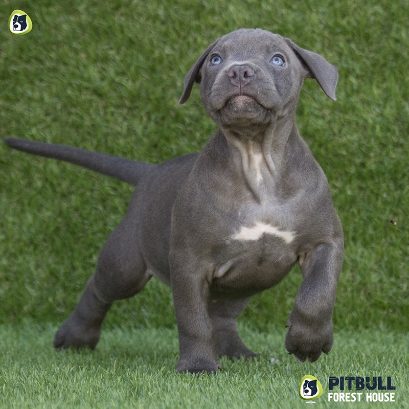 pitbull forest house