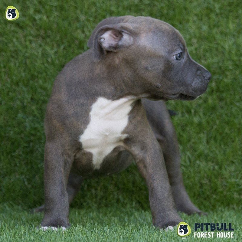 pitbull forest house