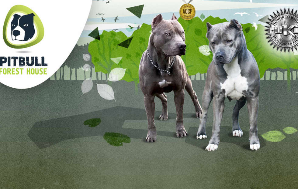 allevamento pitbull ukc