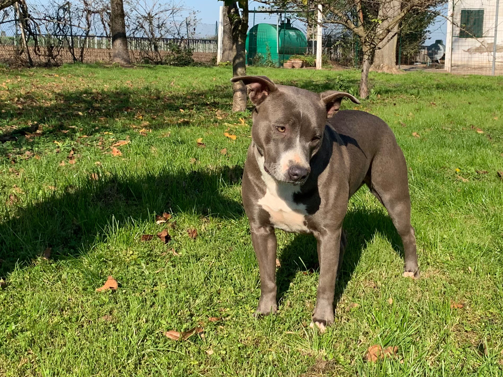 Pitbull Blue Nose femmina PITBULL FOREST HOUSE