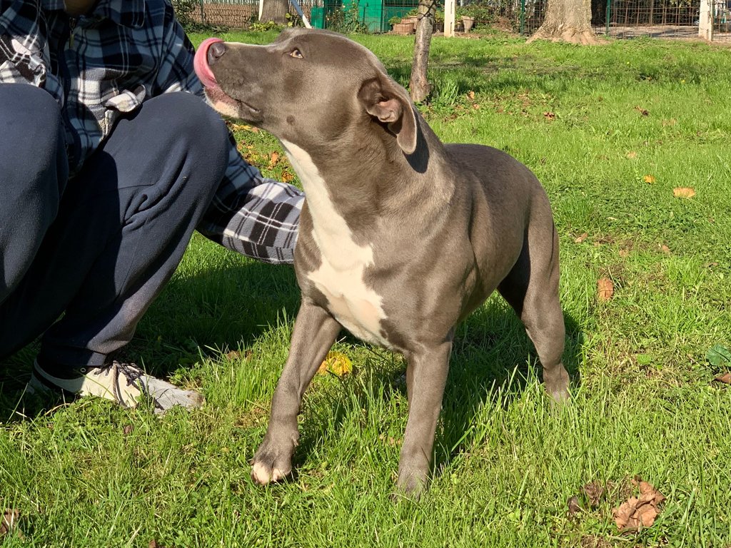 pitbull forest house