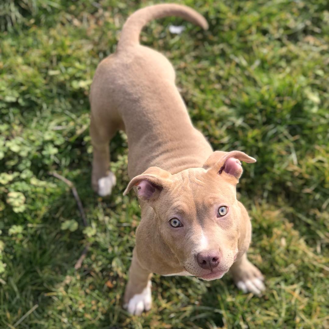 red and blue pitbull puppies