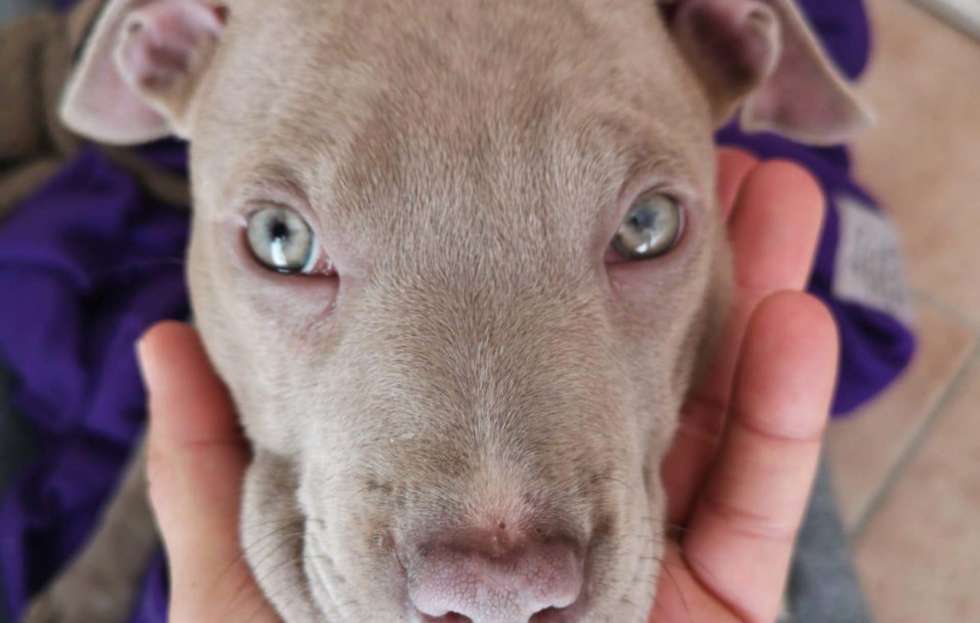 Cucciola silver american pitbull