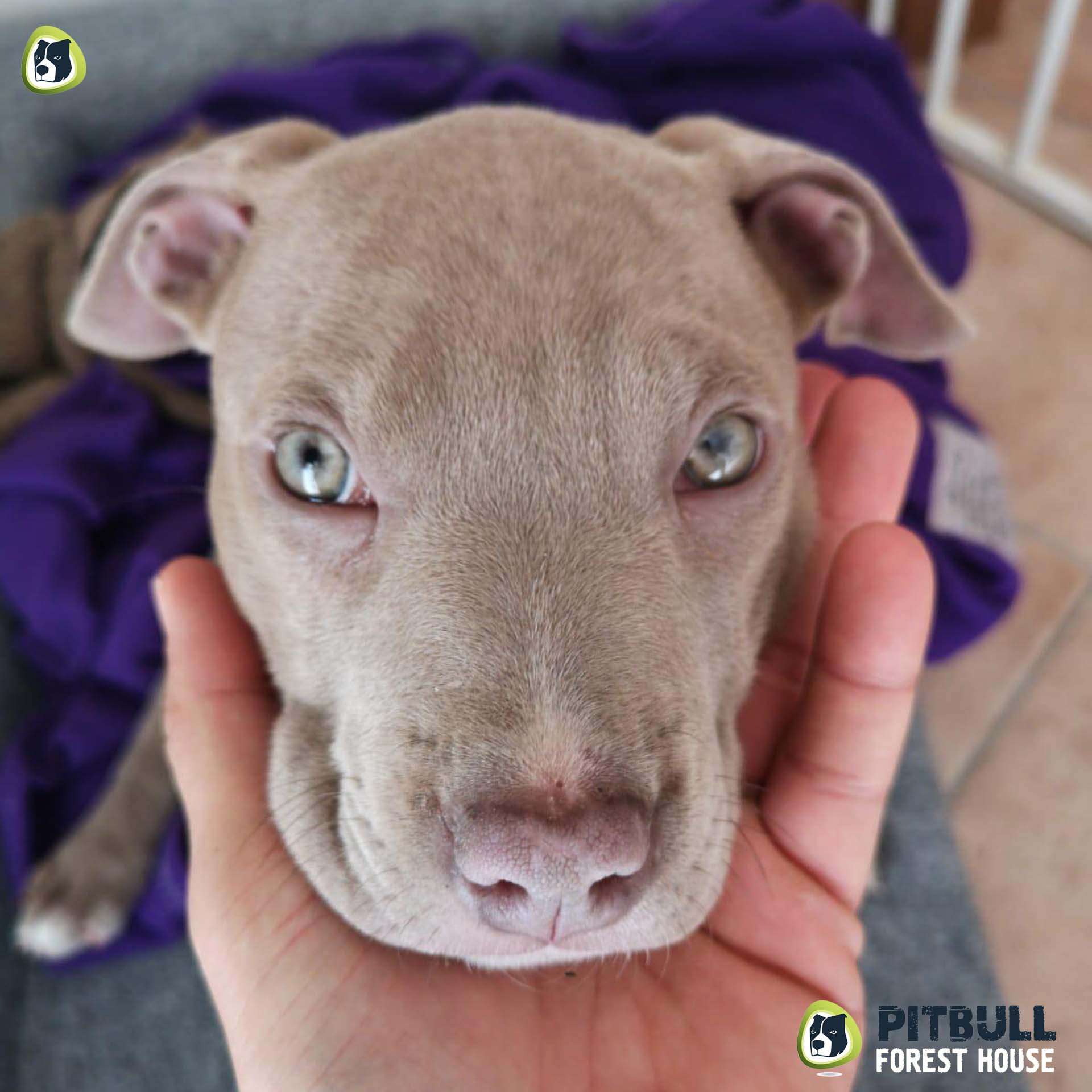 pitbull forest house