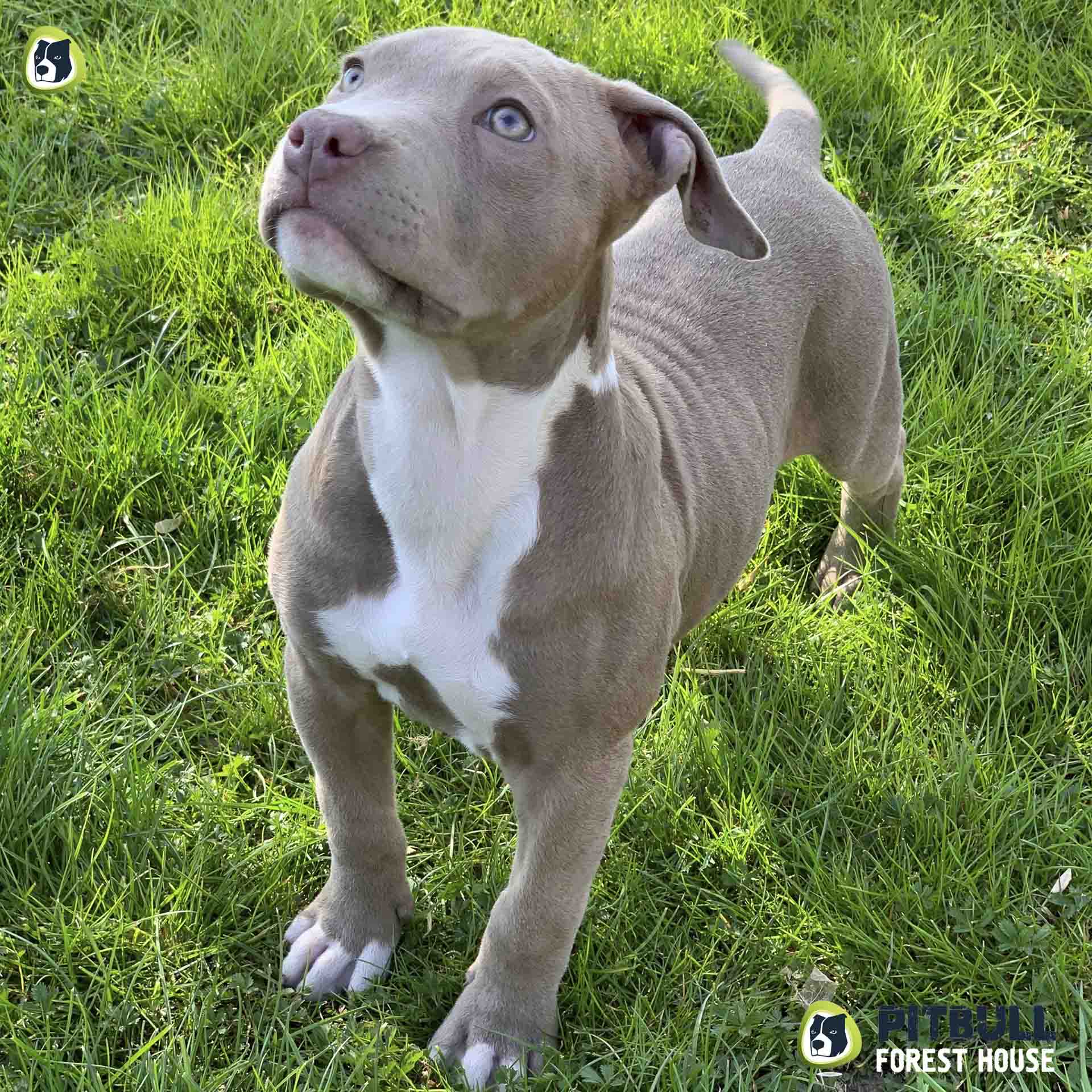 blue nose fawn pitbull