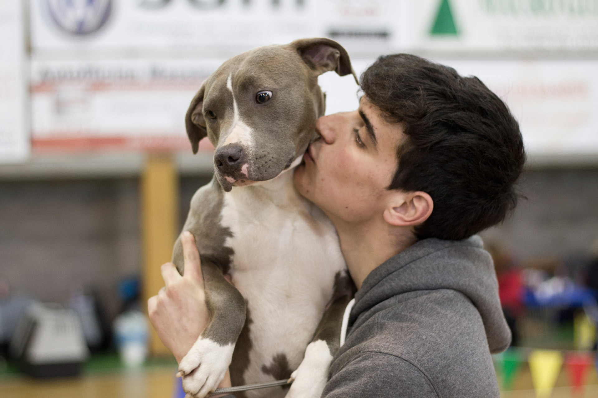 pitbull blue nose