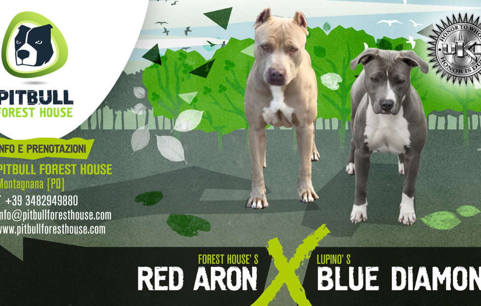 Forest House Red Aron x Lupino Blue Diamond