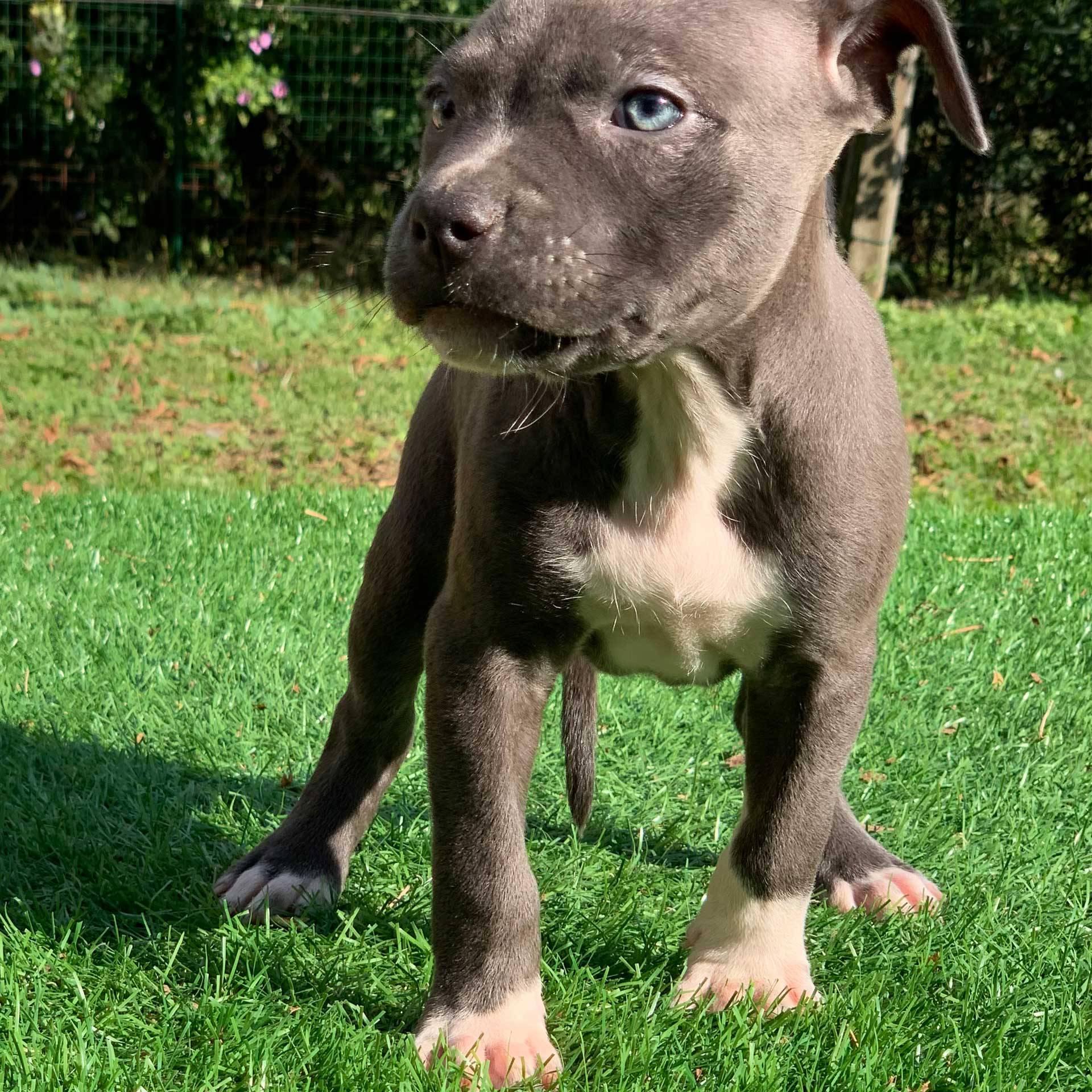 pitbull forest house