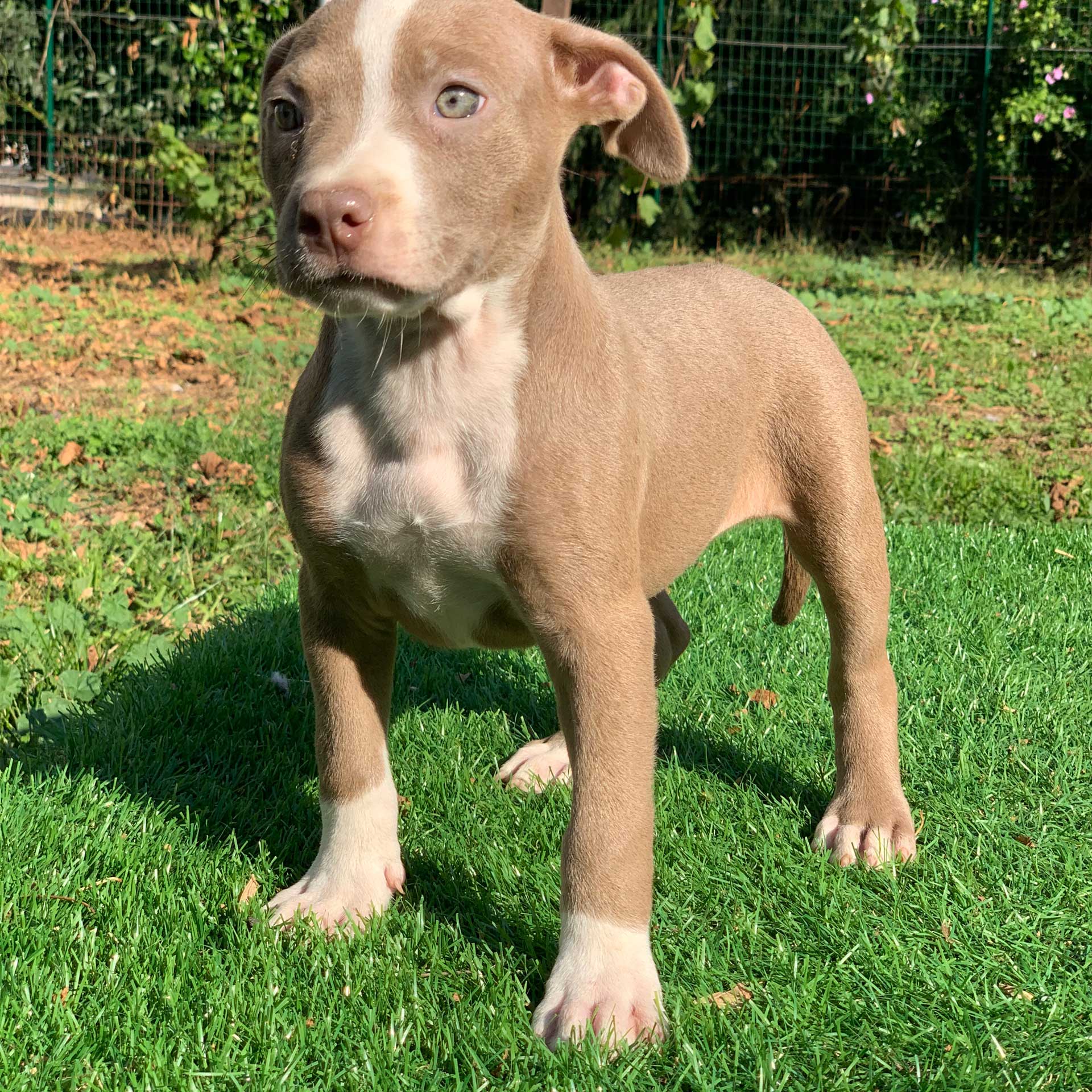 pitbull forest house