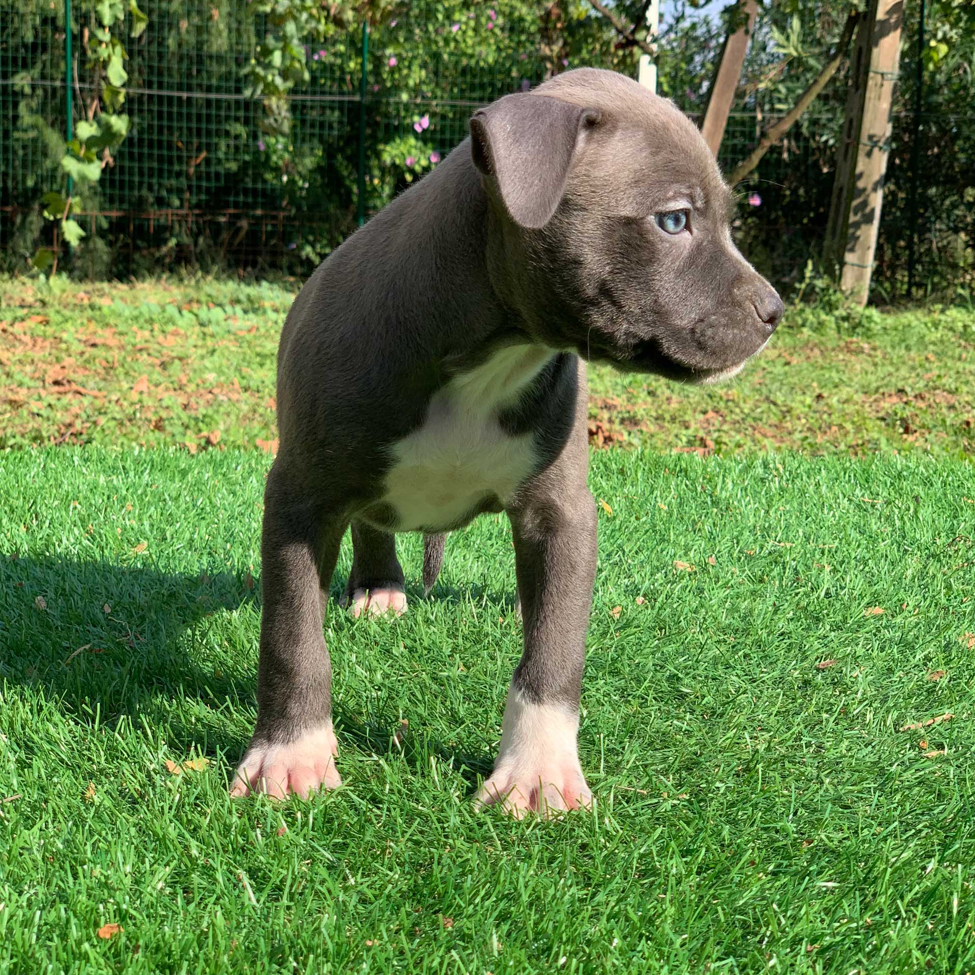 pitbull forest house