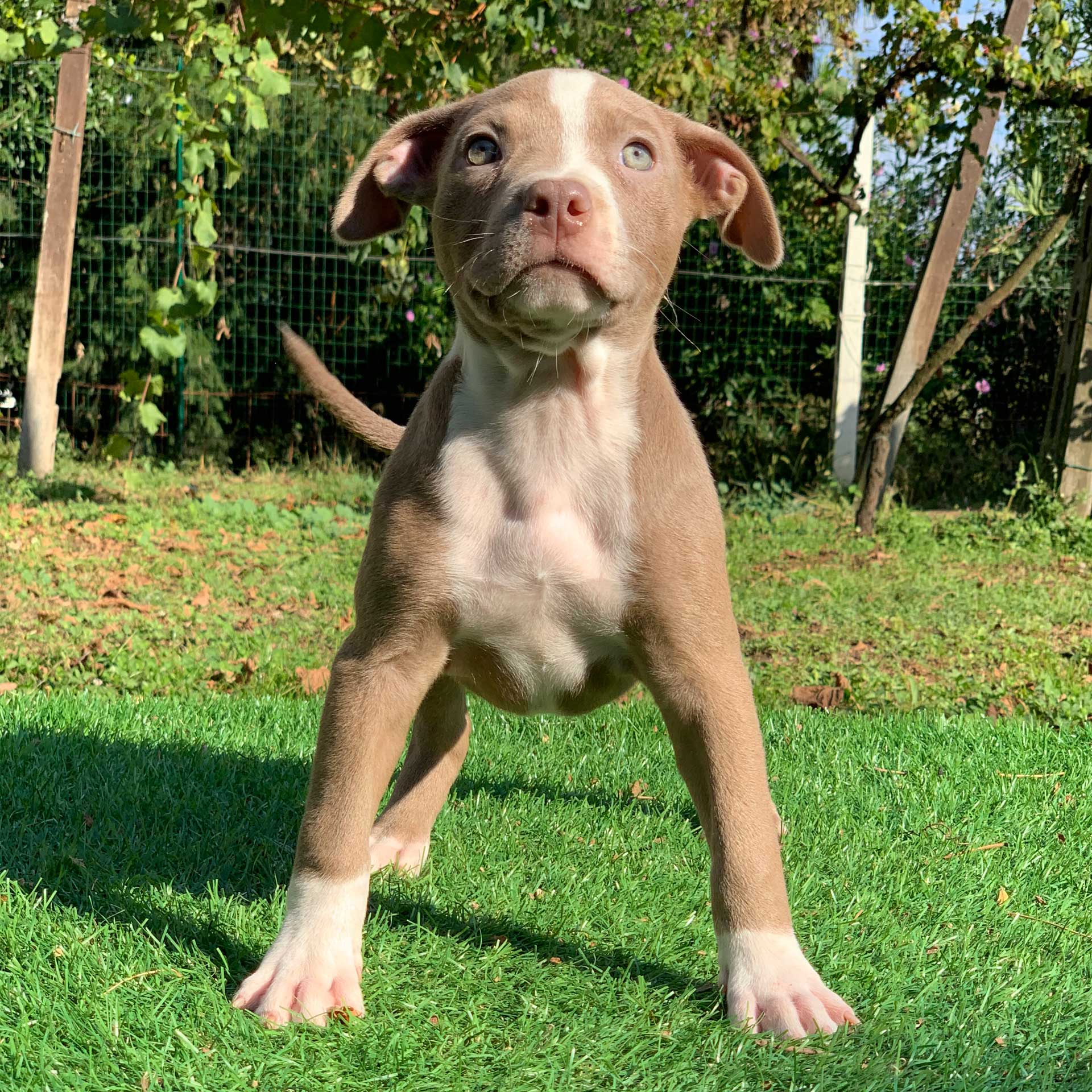Red Nose Pitbull Puppy PITBULL TERRIER KENNEL