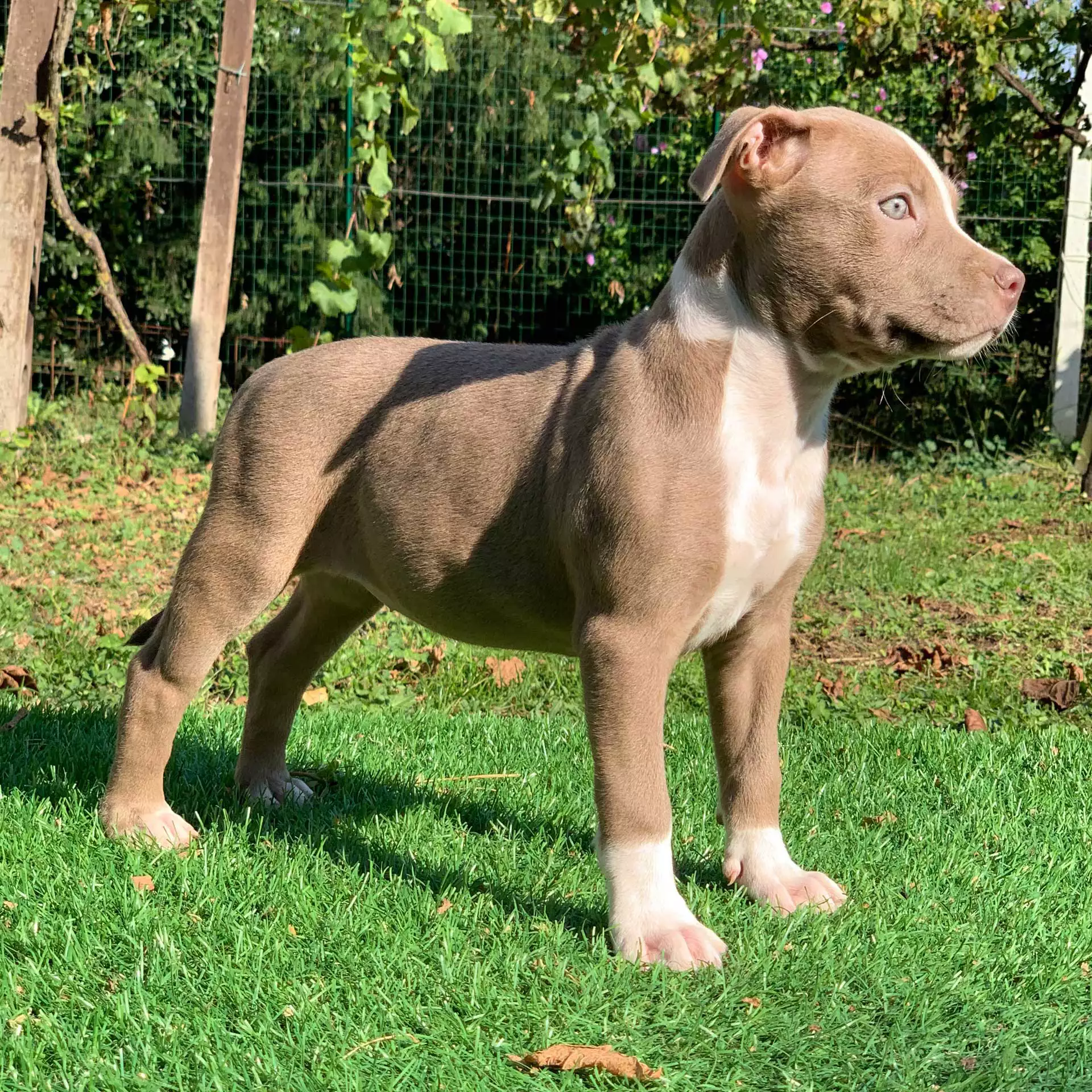 Red nose champagne shop pitbull