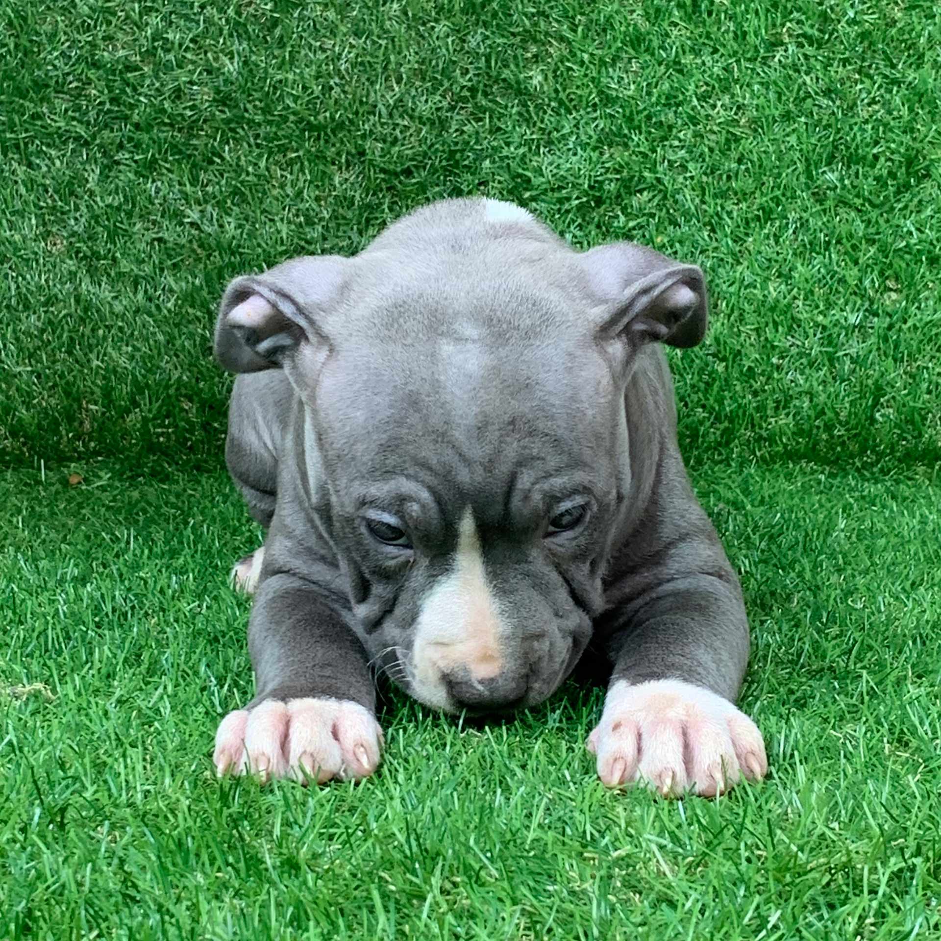 Cucciola di Pitbull blue nose disponibile PITBULL FOREST HOUSE Cucciola di Pitbull blue nose disponibile PITBULL FOREST HOUSE