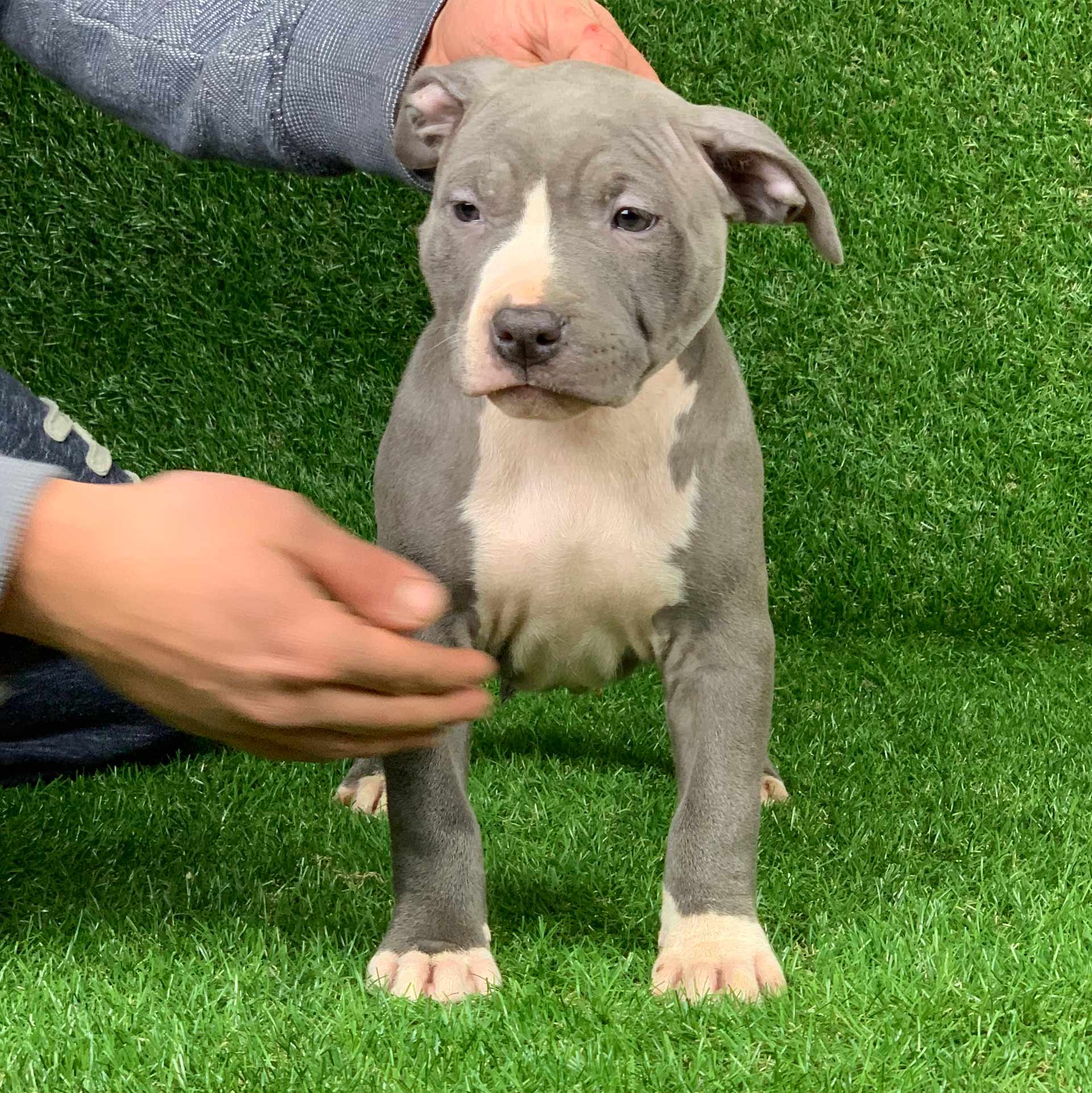 pitbull forest house