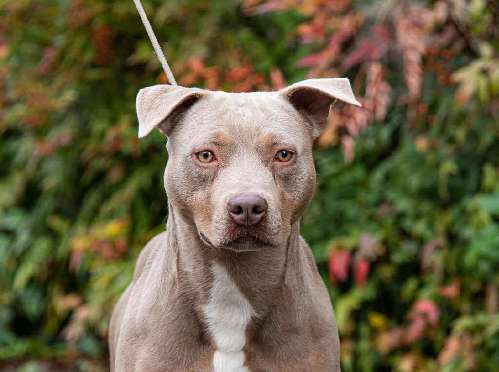 pitbull forest house