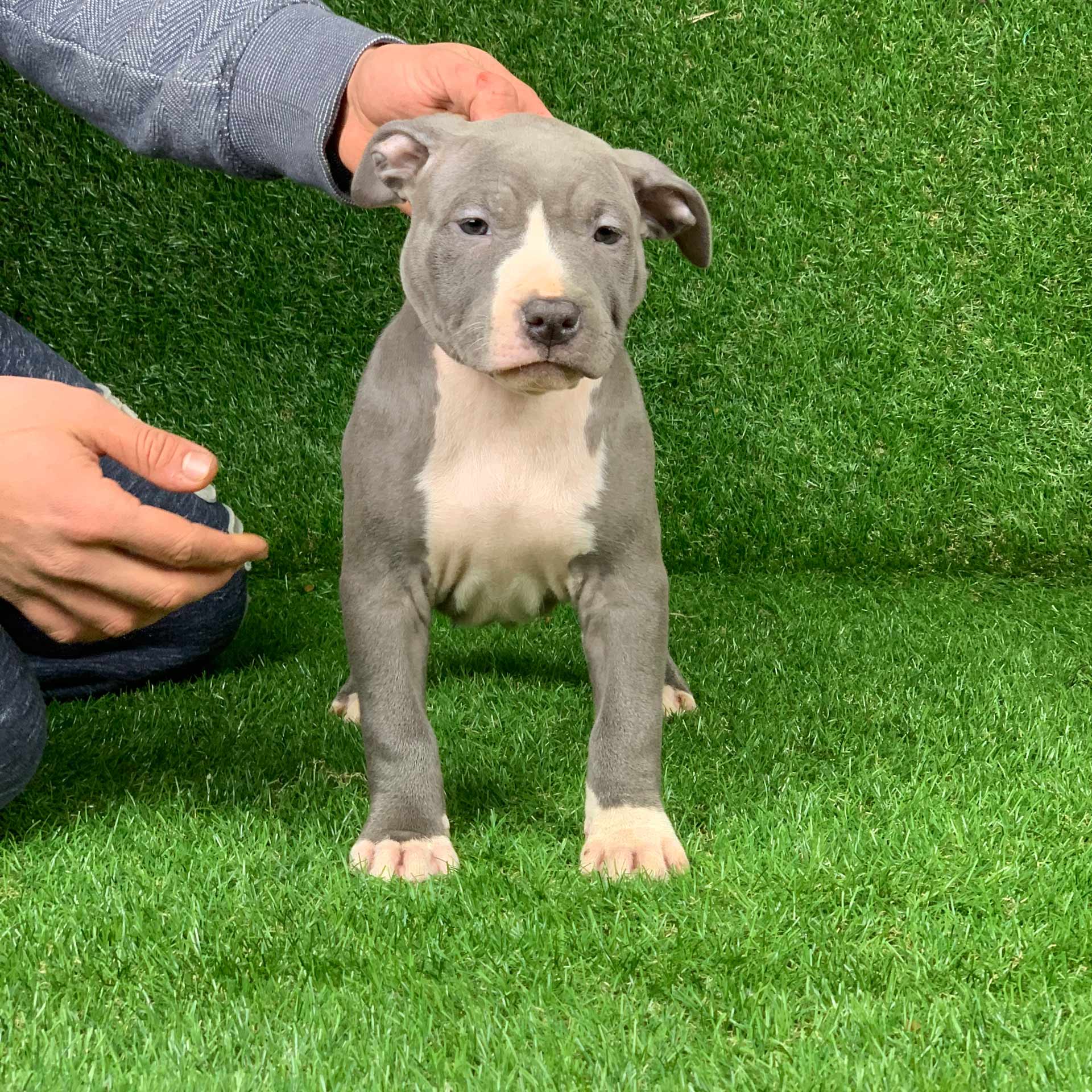 Cucciola di Pitbull blue nose disponibile PITBULL FOREST HOUSE Cucciola di Pitbull blue nose disponibile PITBULL FOREST HOUSE