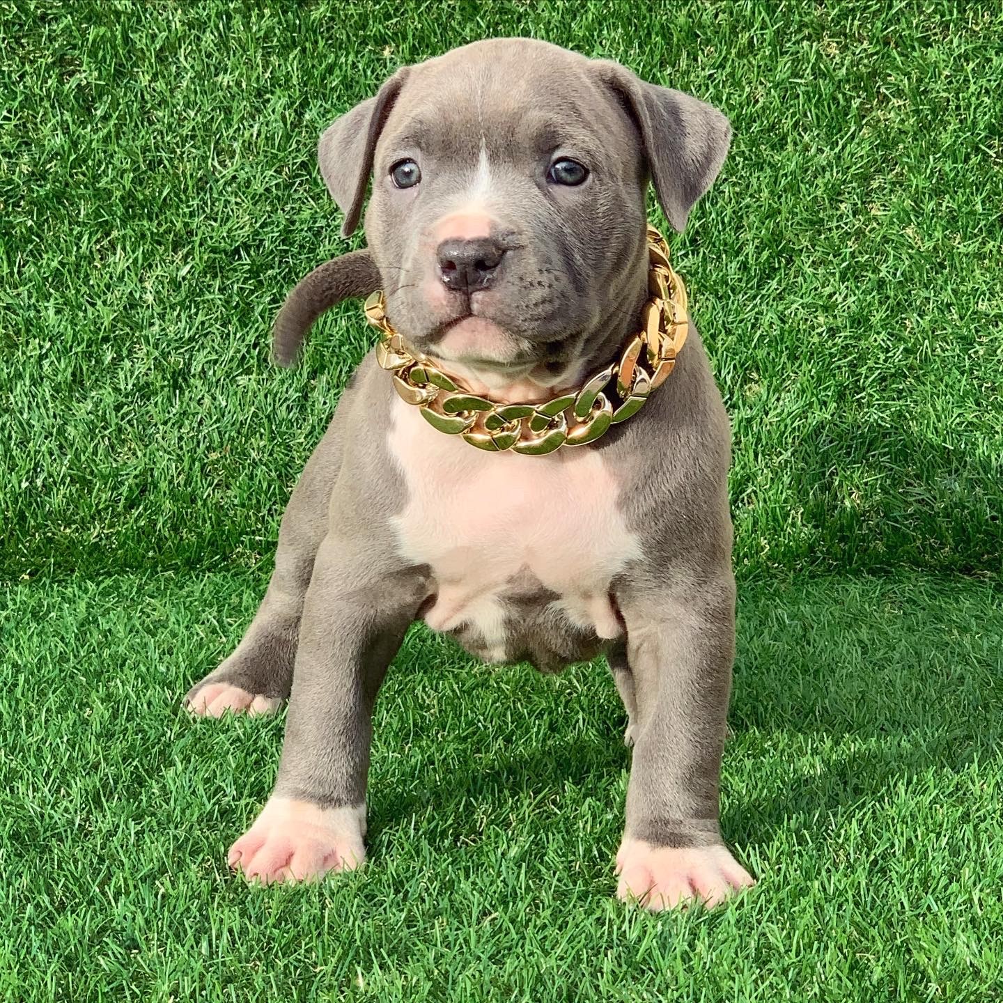 pitbull blue nose