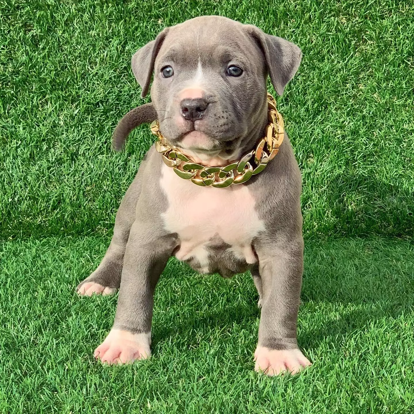 blue pit puppies for sale