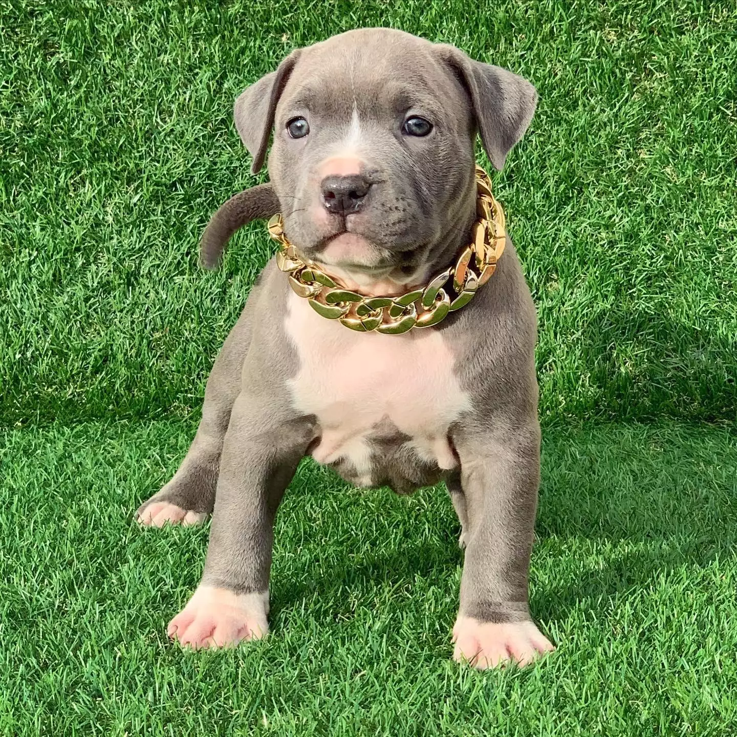 blue nosed pitbull puppy