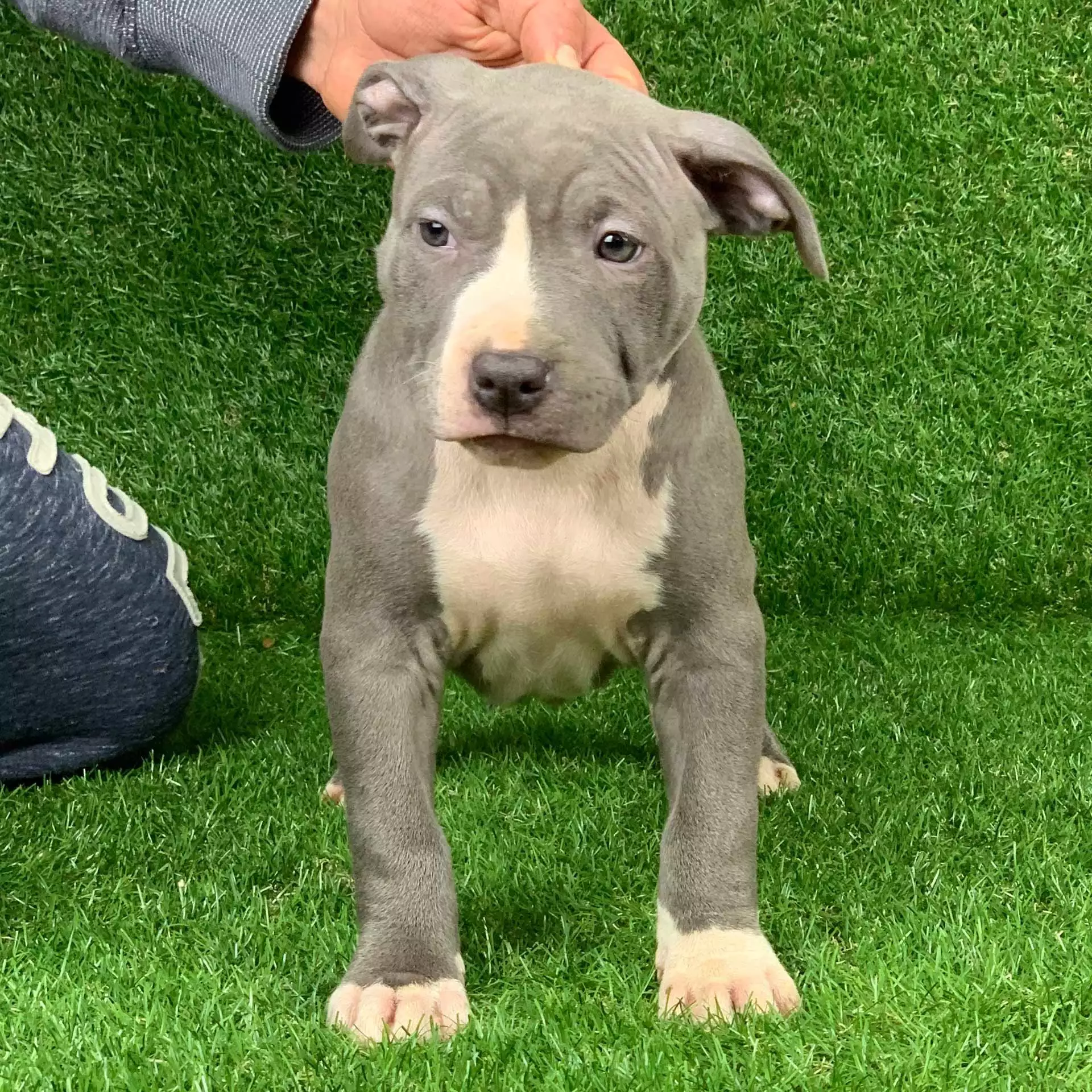 silver grey pitbull