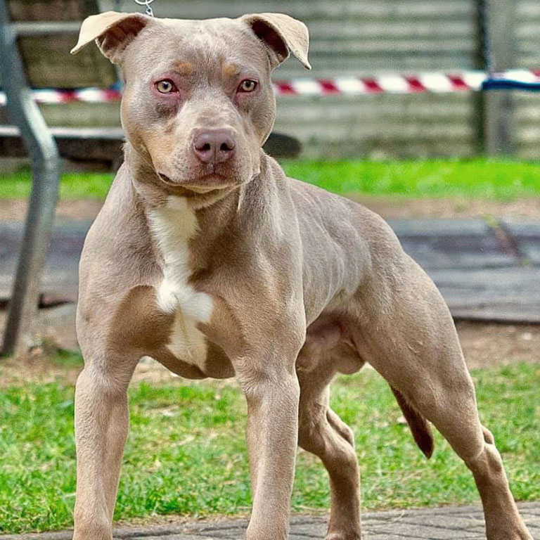 pitbull red nose