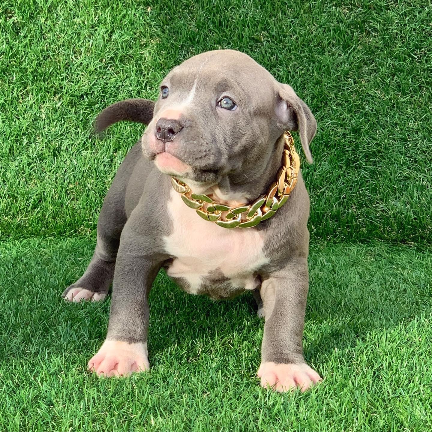 pitbull forest house