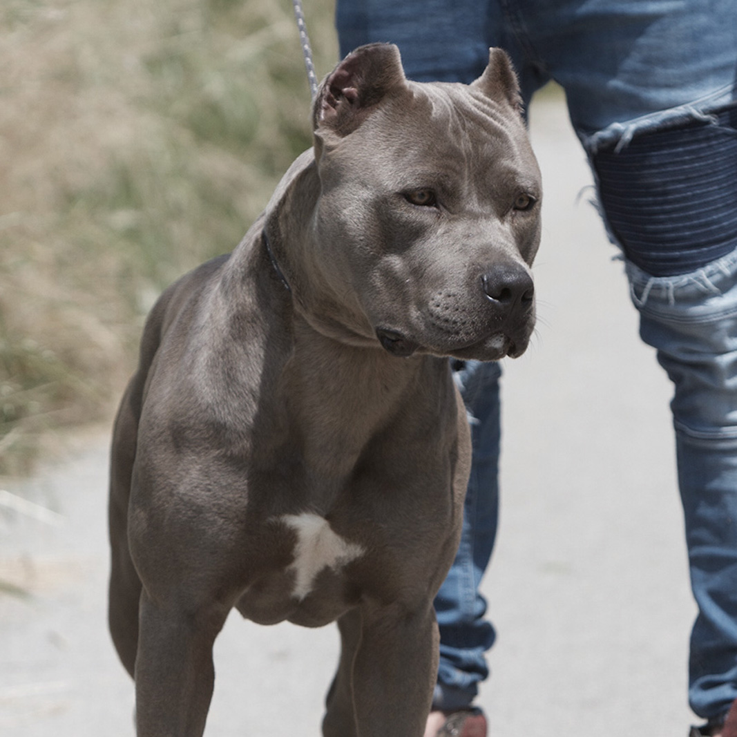 American Pitbull Blu Nose