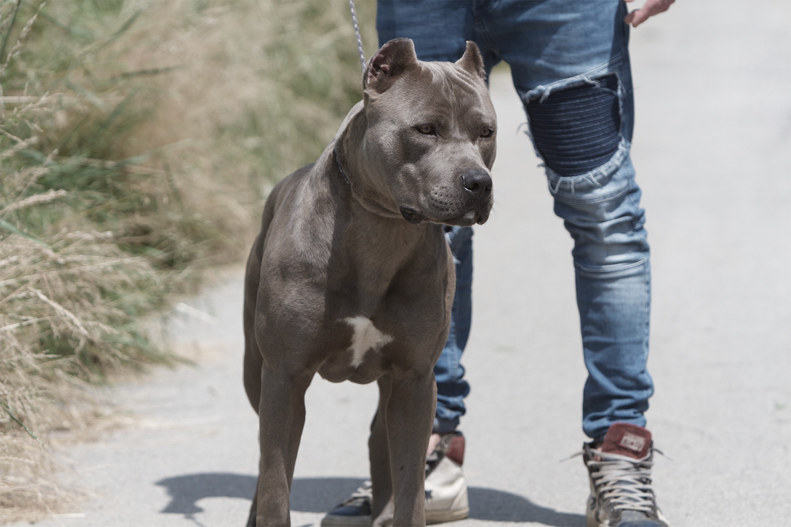 pitbull forest house