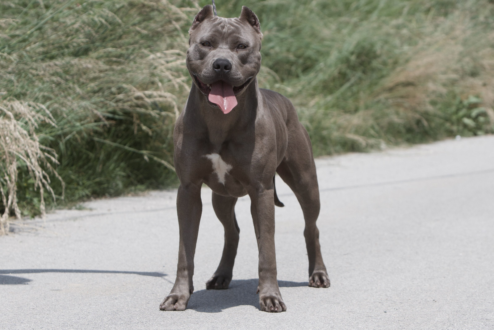 pitbull forest house