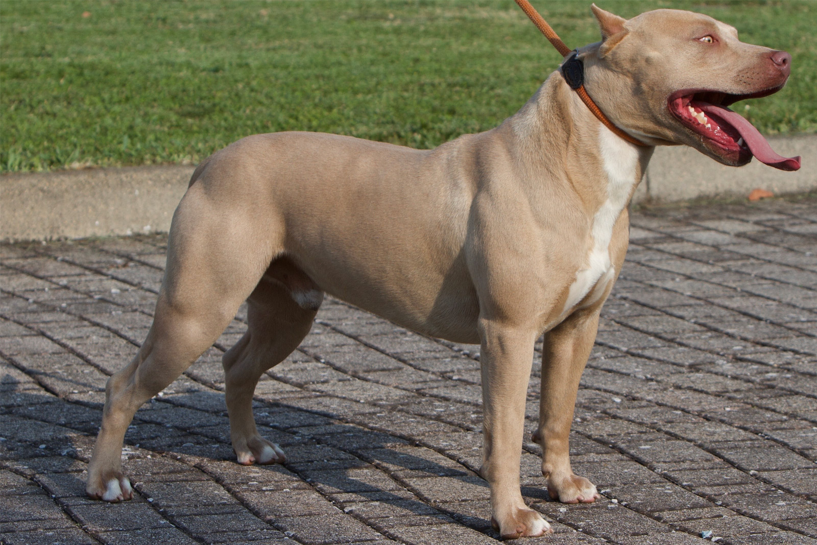 pitbull forest house