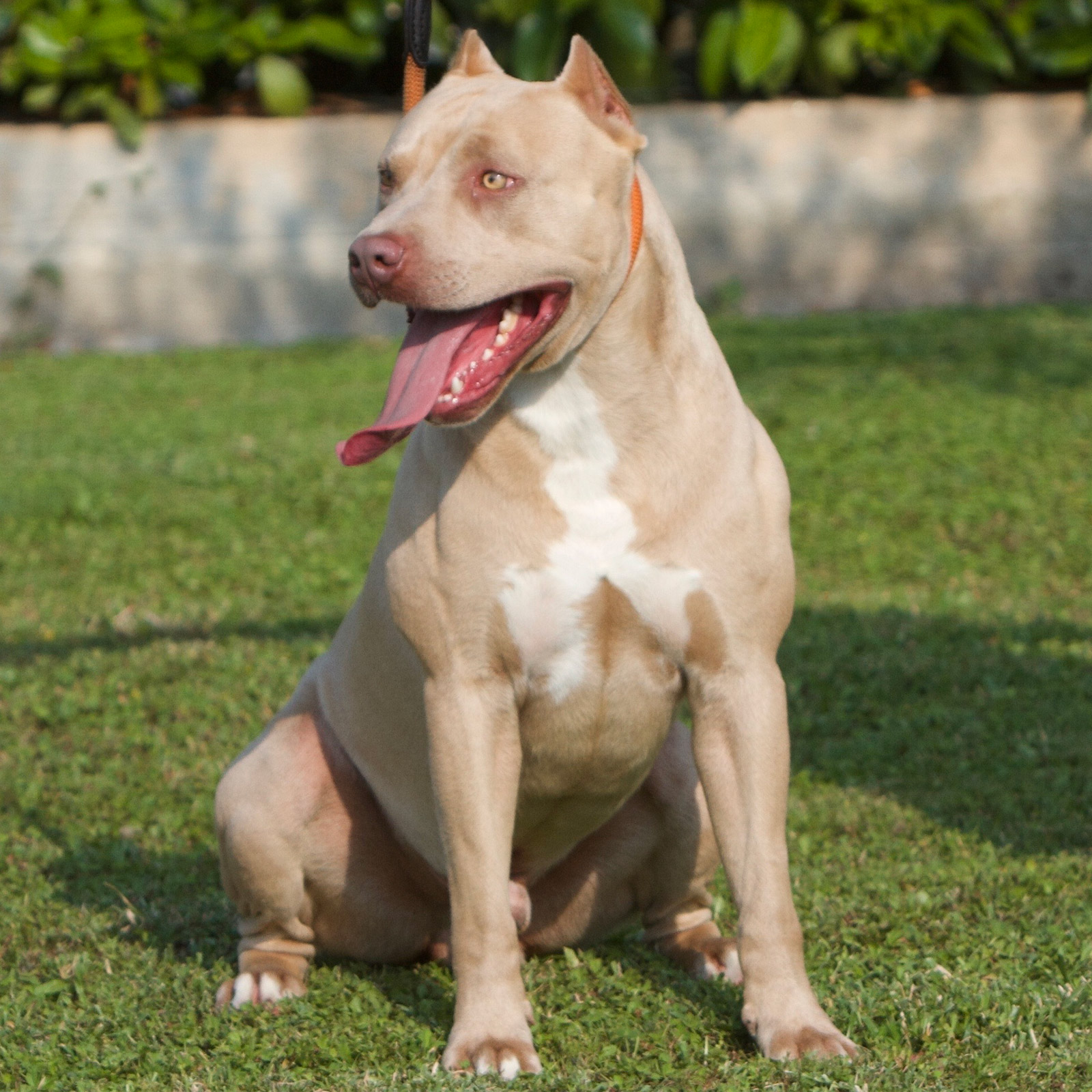Afslut Belønning gjorde det American Pitbull Terrier Red e Blue Nose for Sale in Italy