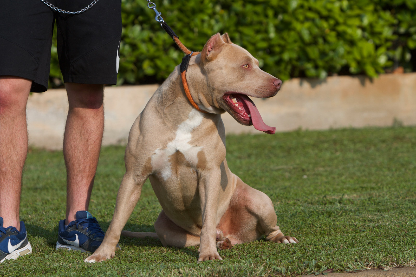 pitbull forest house