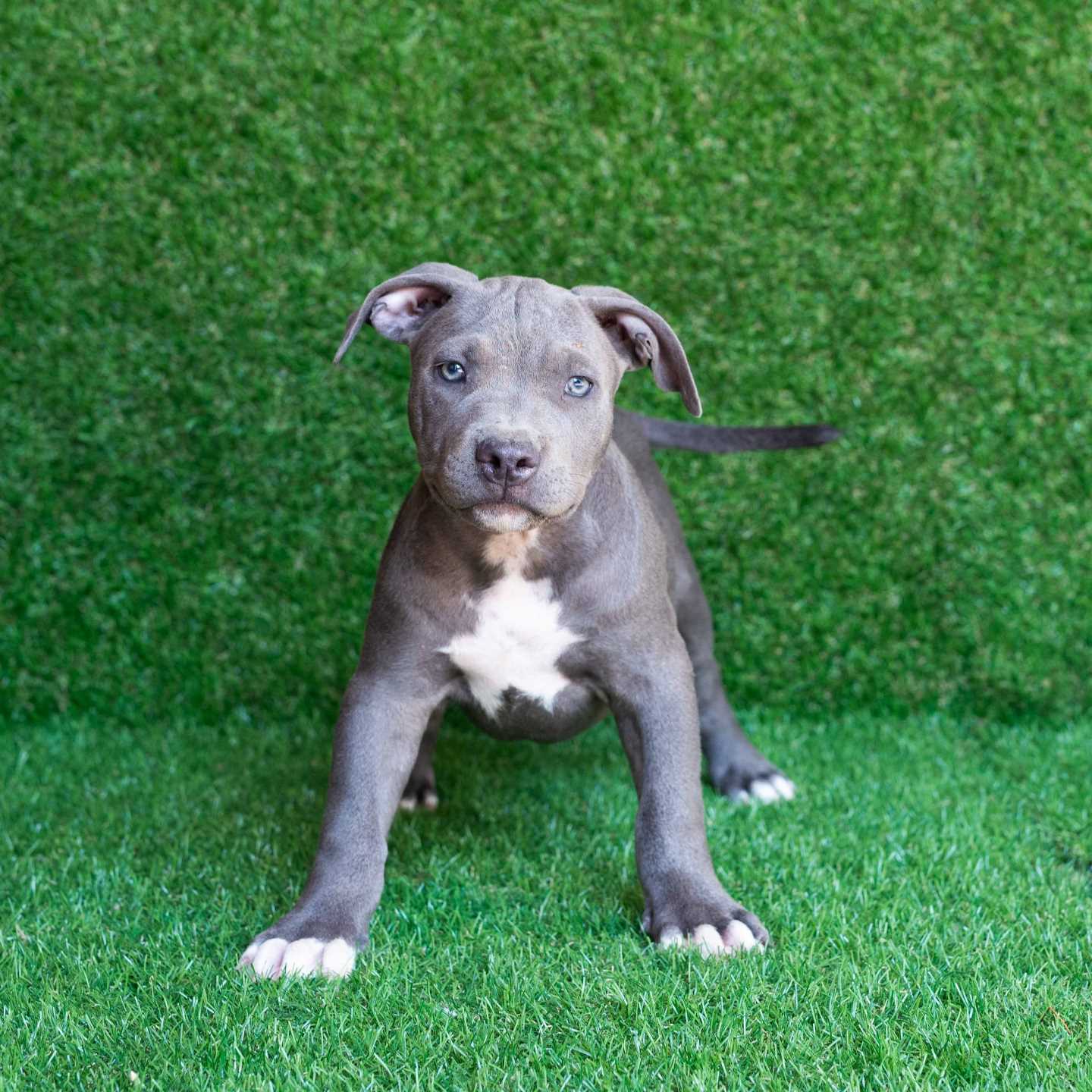 pitbull forest house
