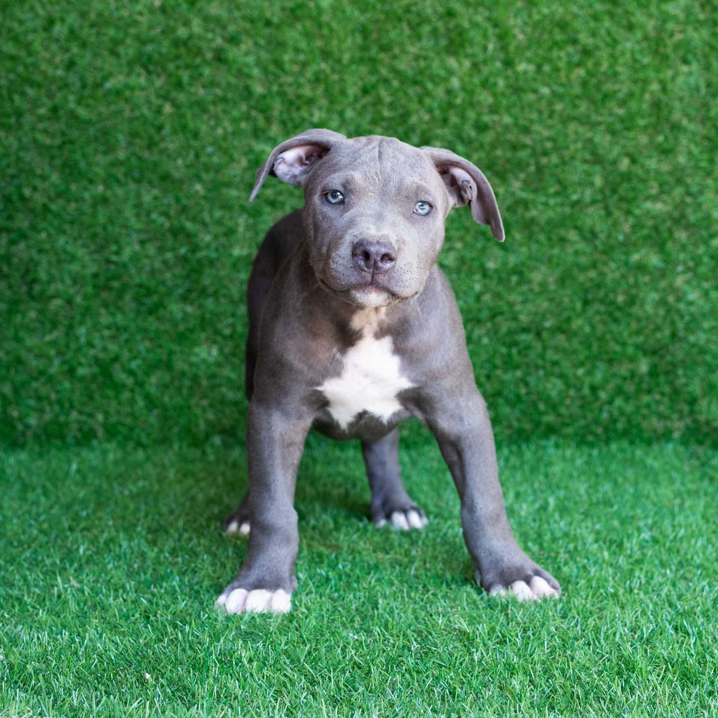 pitbull forest house