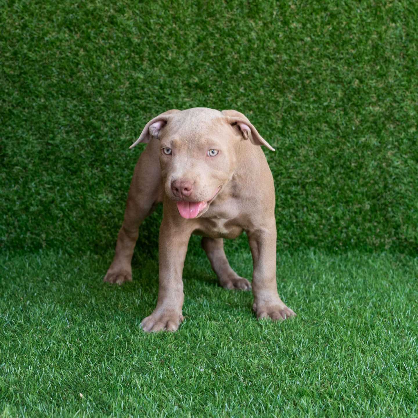 pitbull forest house