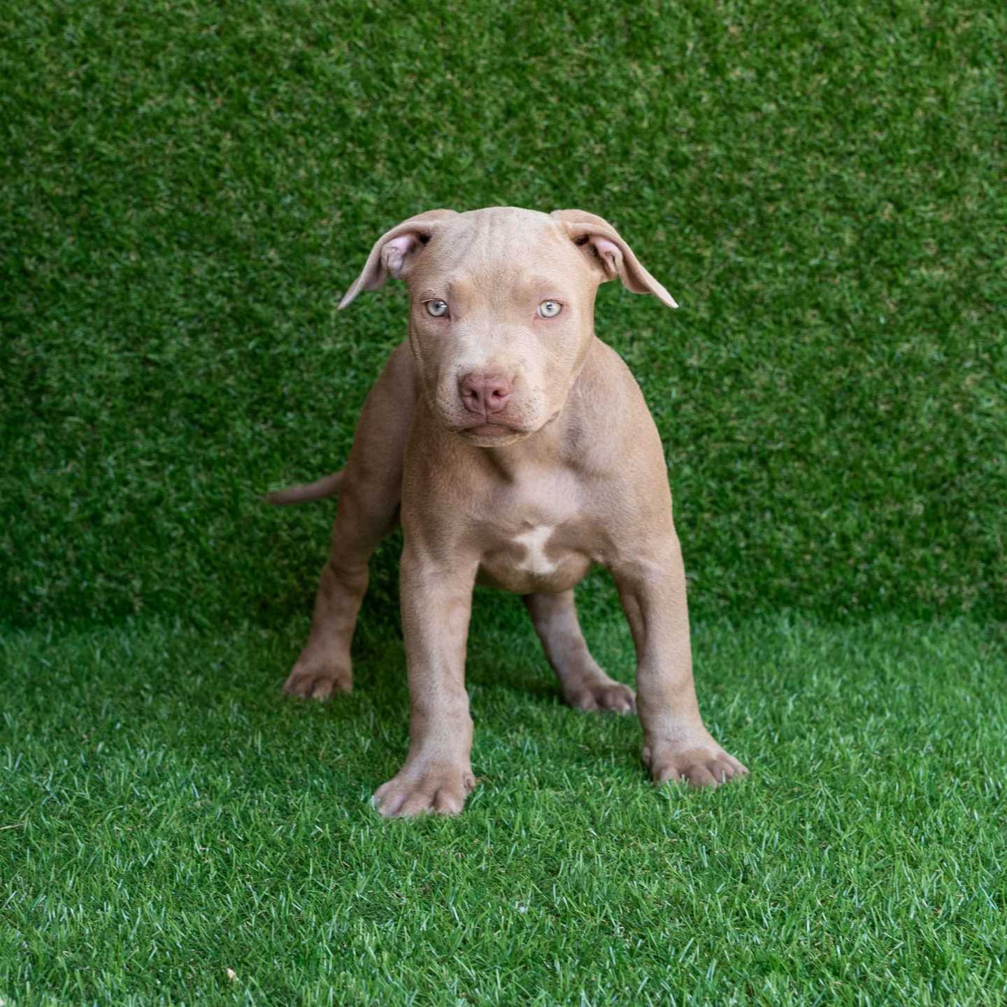 pitbull forest house