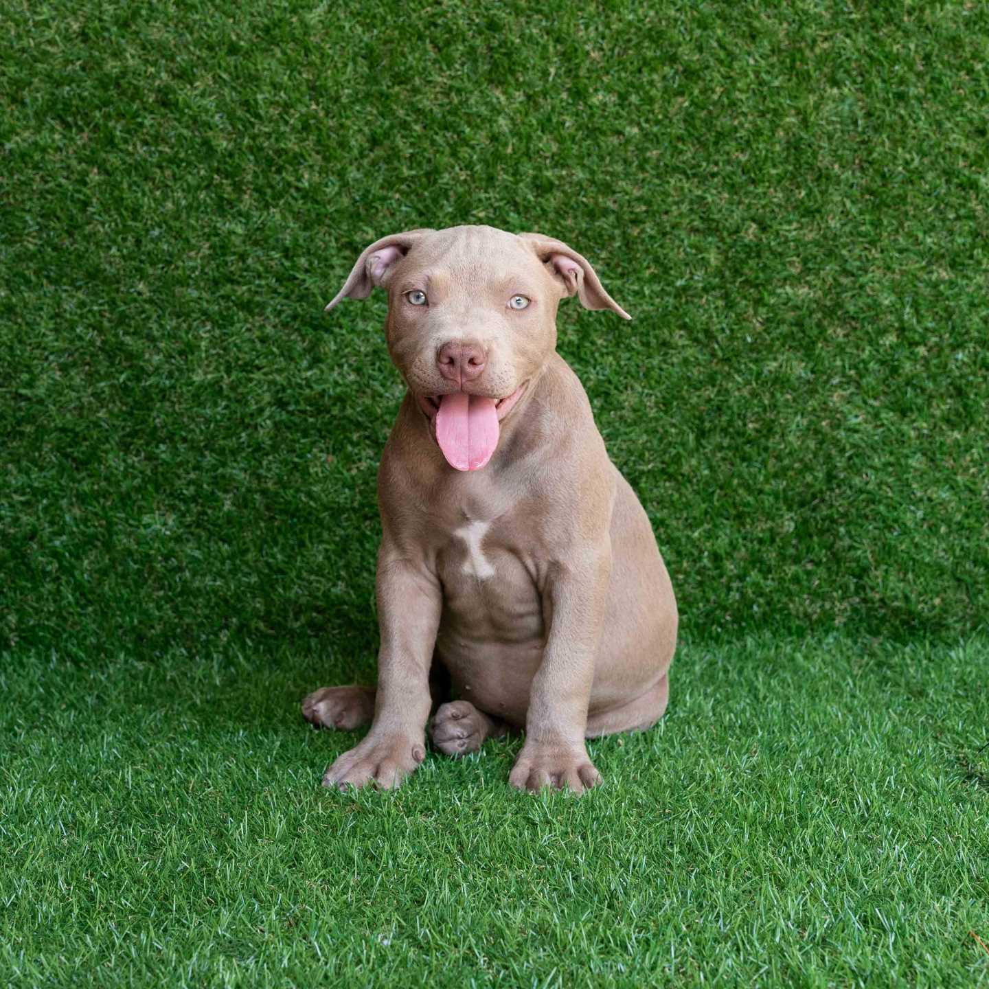 pitbull forest house