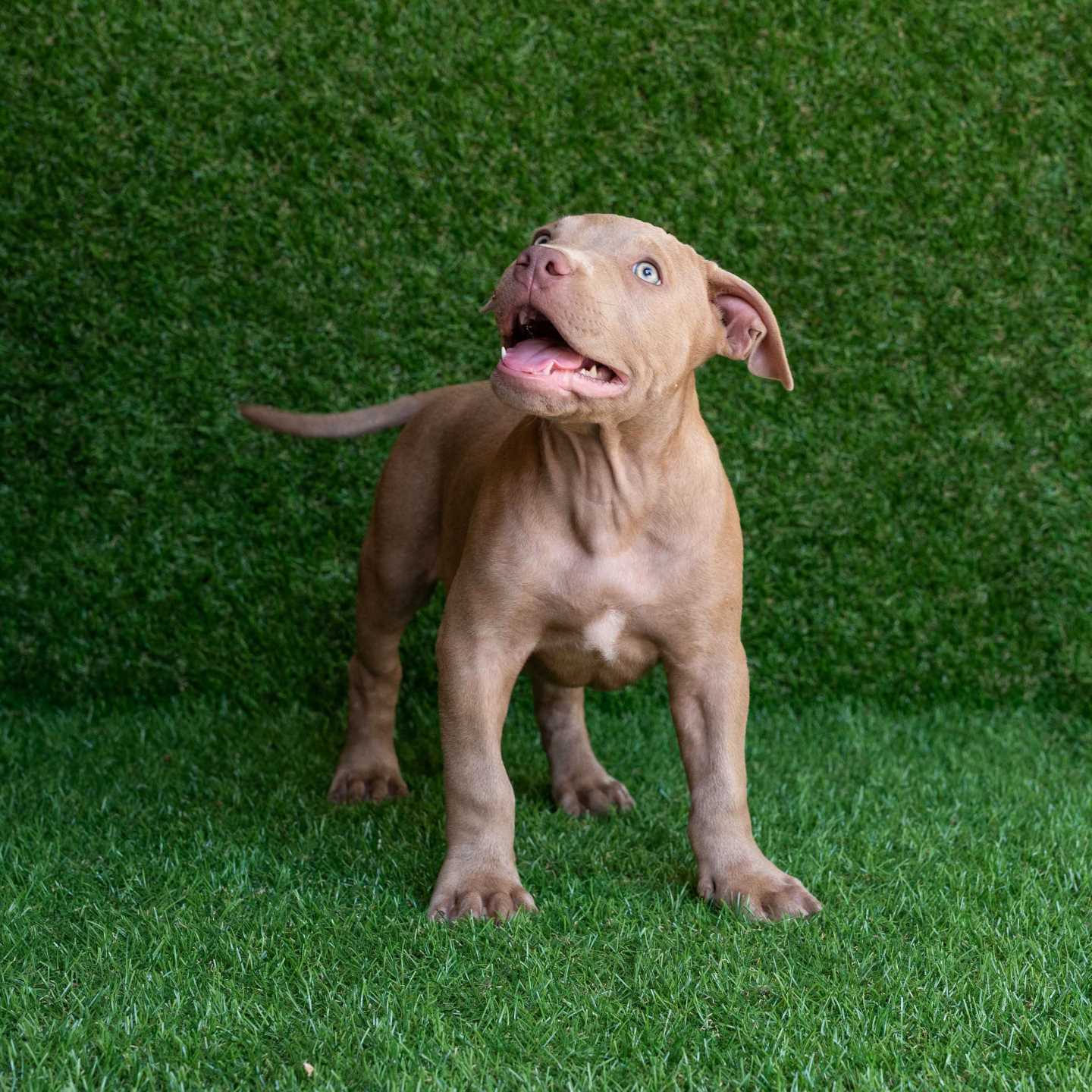 pitbull forest house