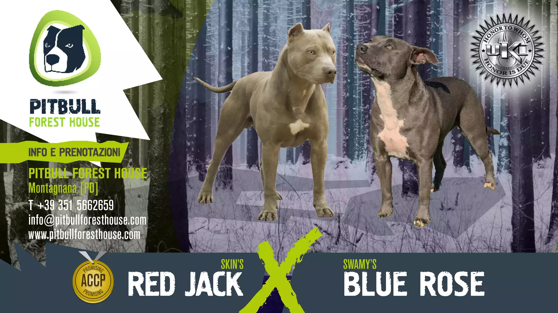 Rose x jack