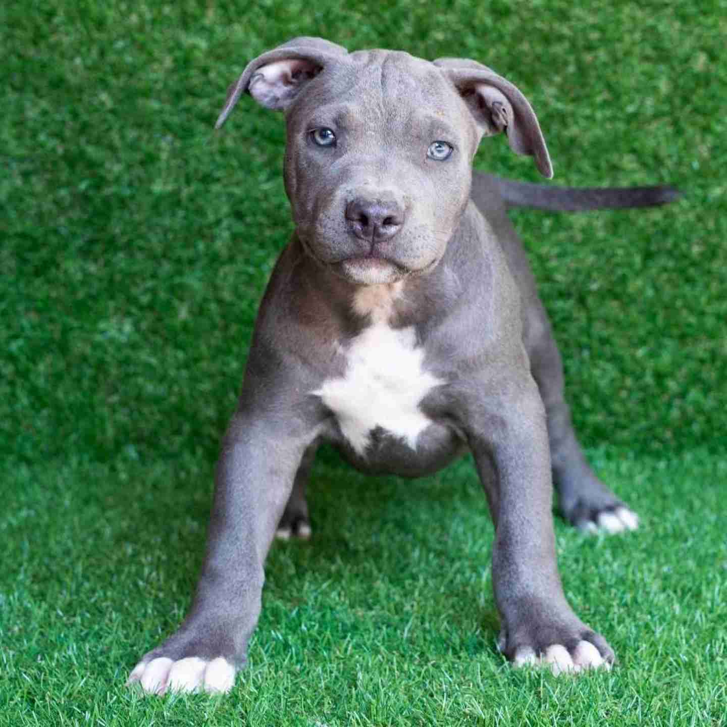 red and blue pitbull puppies