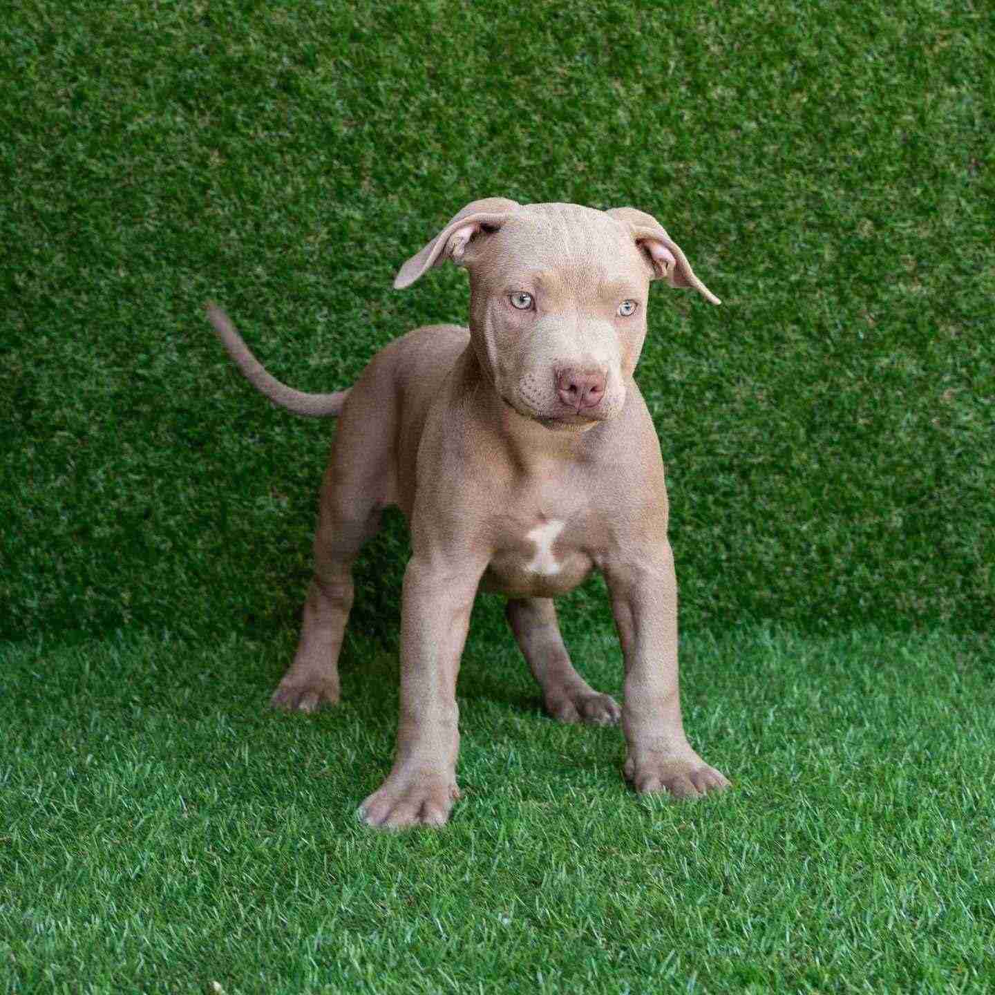 red and blue pitbull puppies