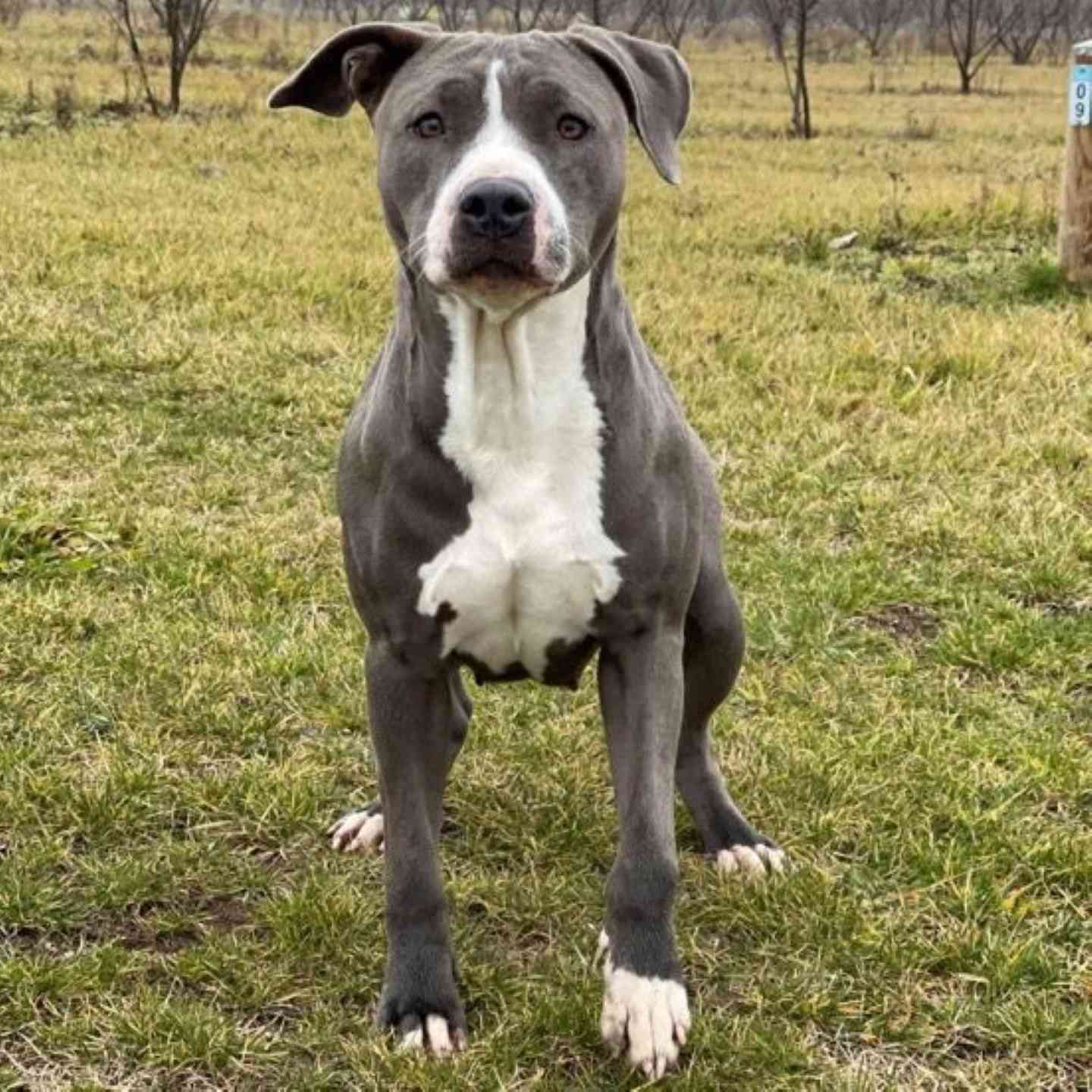 American pitbull blue calypso for sale